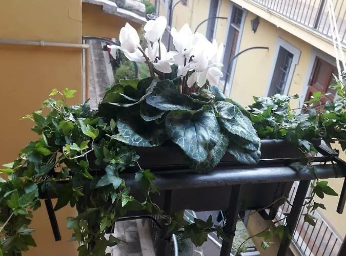 Sweet Campo De Fiori דירה רומא